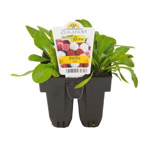 Growflora Bellis Mix