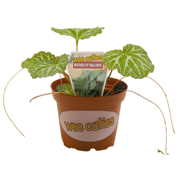 Indoor Wee Cuties Baby Houseplant 8cm Pot, , hi-res