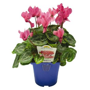 Elite Outdoor Cyclamen Mix 10cm Pot