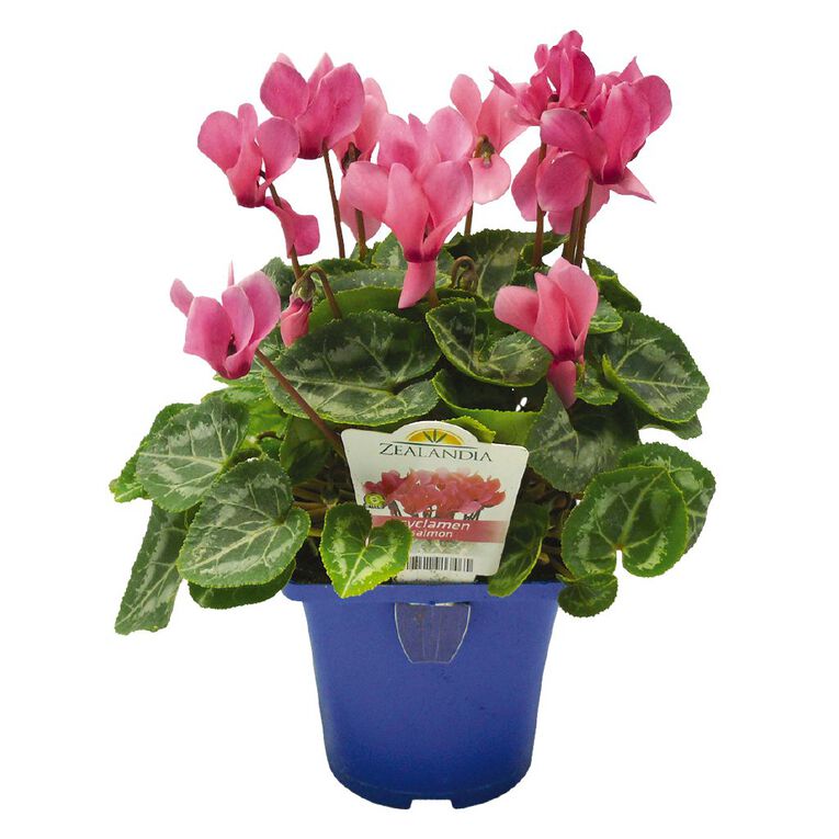 Elite Outdoor Cyclamen Mix 10cm Pot, , hi-res