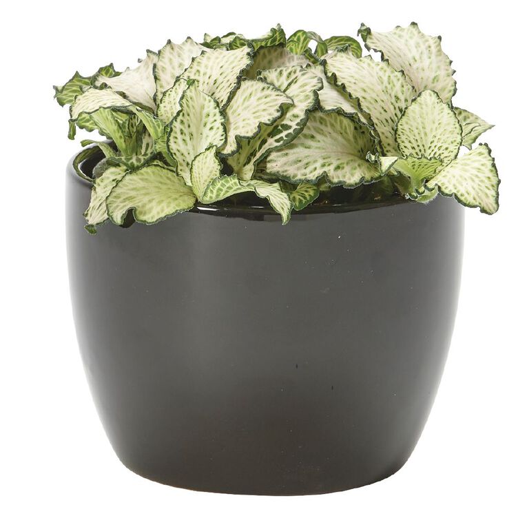 Foliage in Ceramic (Tabletops) 9cm Pot, , hi-res
