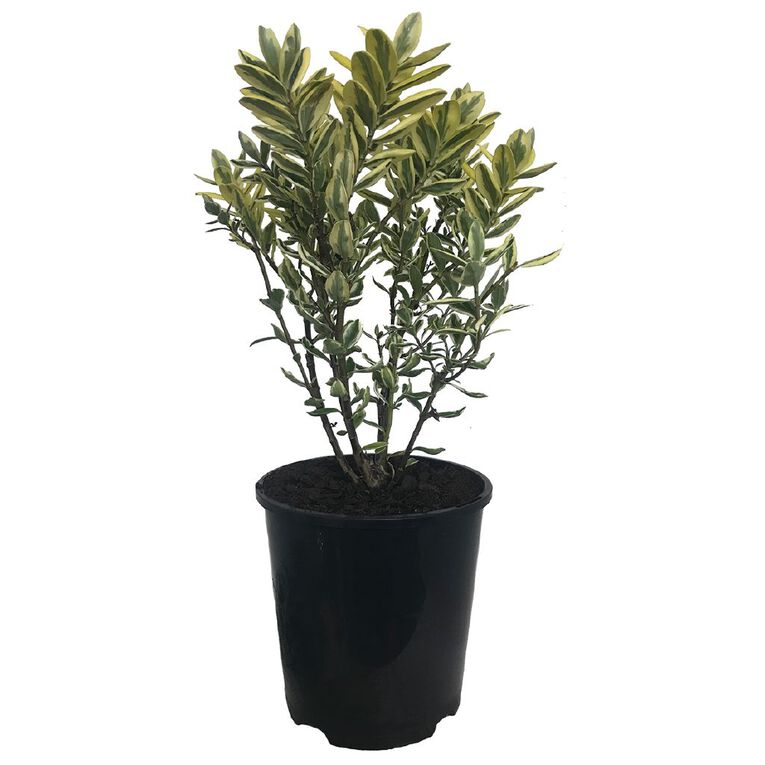 Hebe Waireka 1.9L Pot, , hi-res
