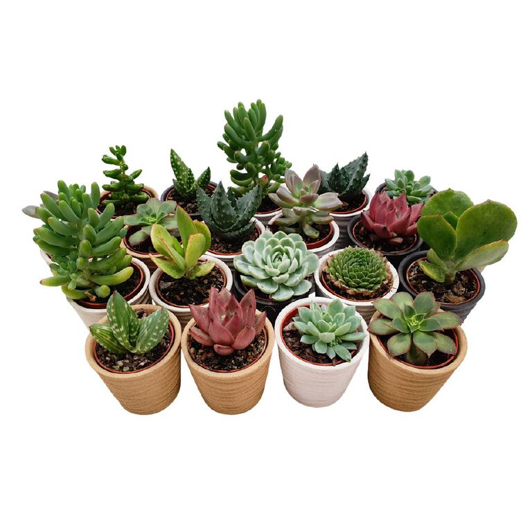 Succulents in Ceramics, , hi-res