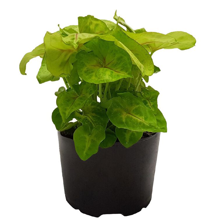 Sygonium Gold Alusion 12cm, , hi-res