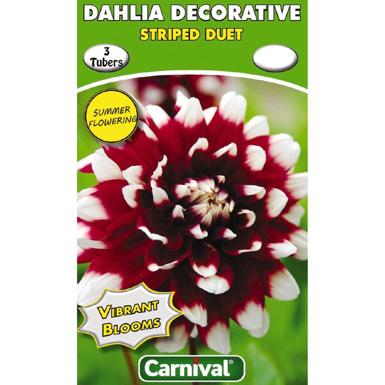 Kiwi Garden Dahlia Bulb Single Variety 3 Pack, , hi-res