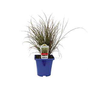 Landscape Grass Carex Flagellifera Brownish Green 10cm Pot