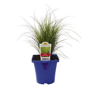 Landscape Grass Carex Comans Green 10cm Pot