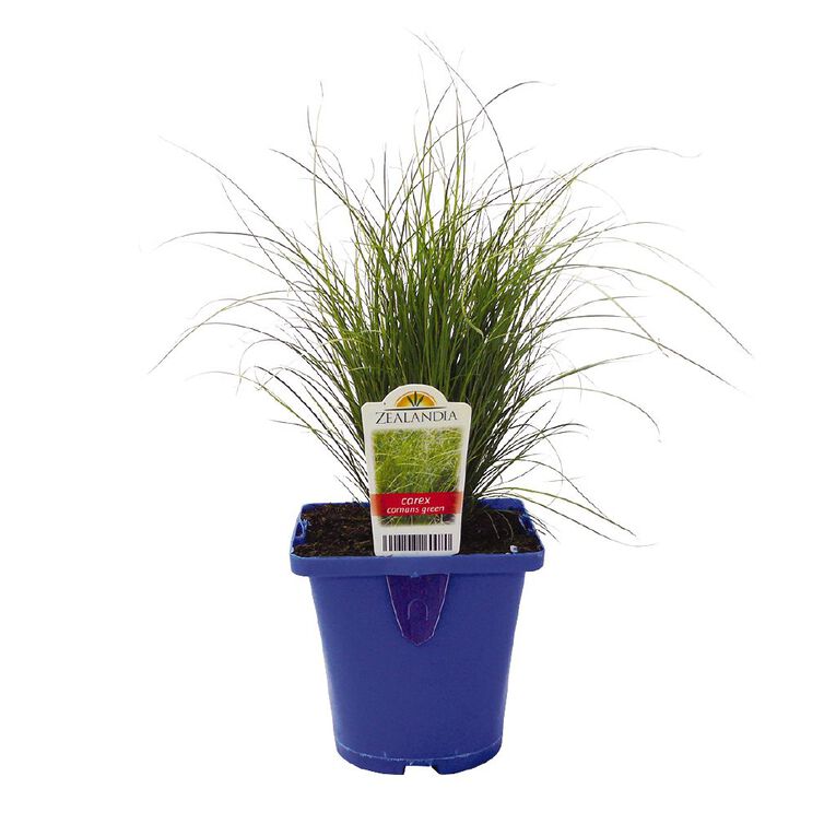 Landscape Grass Carex Comans Green 10cm Pot, , hi-res