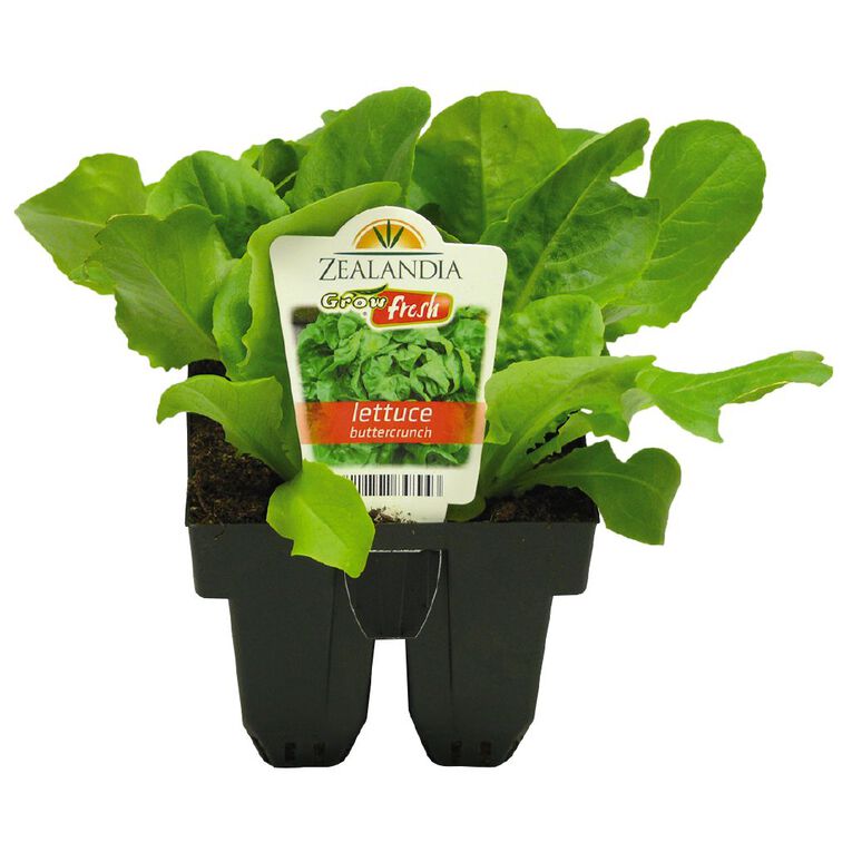 Growfresh Lettuce Buttercrunch, , hi-res
