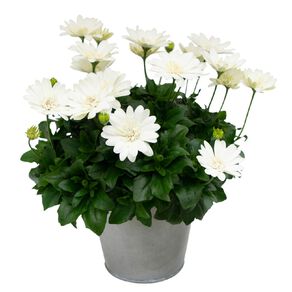 Osteospermum 3D Double 1.5L