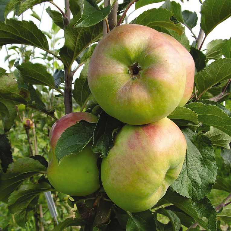 Apple Tree 4.7L Pot, , hi-res