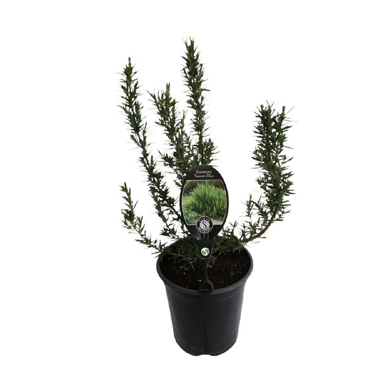 Rosemary Tuscan Blue 3.5L, , hi-res