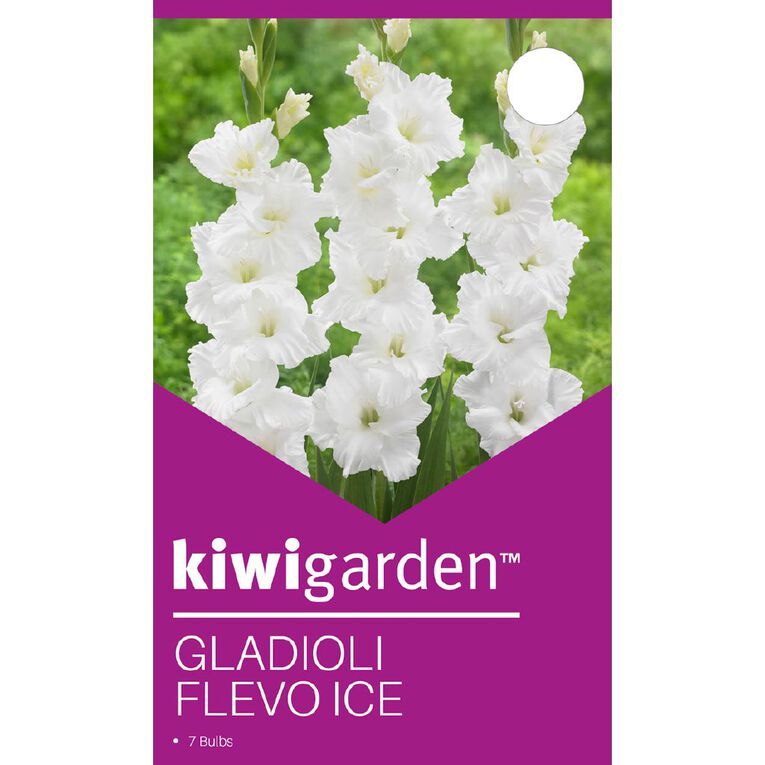 Kiwi Garden Gladioli Flevo Ice 7 Pack, , hi-res