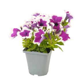 Petunia Sanguna Picotee 10cm Purple Mid