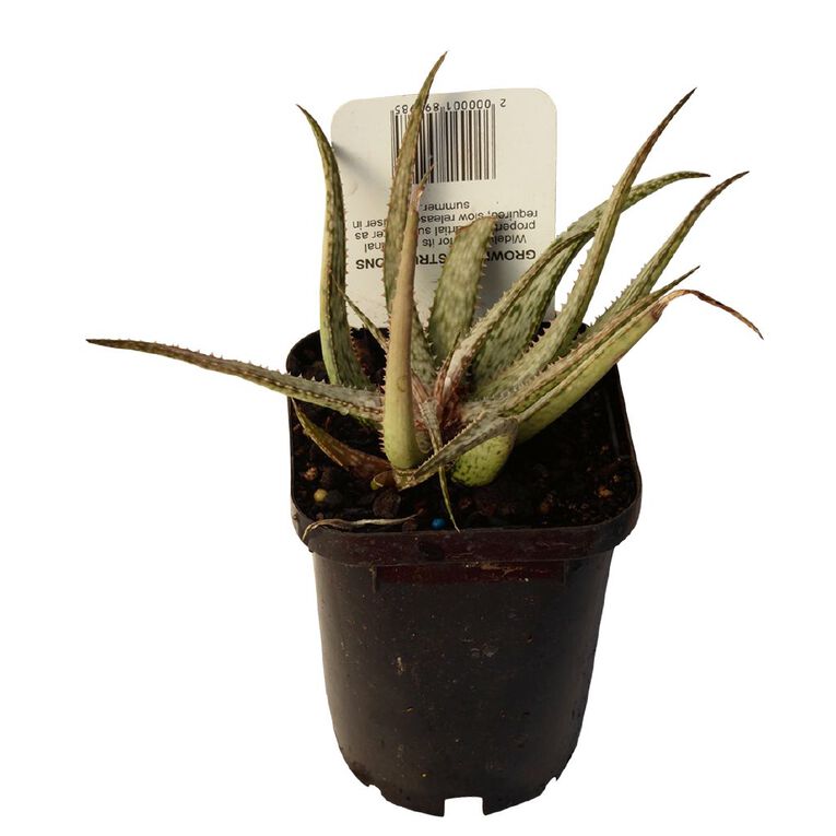 Succulents 9cm Pot, , hi-res