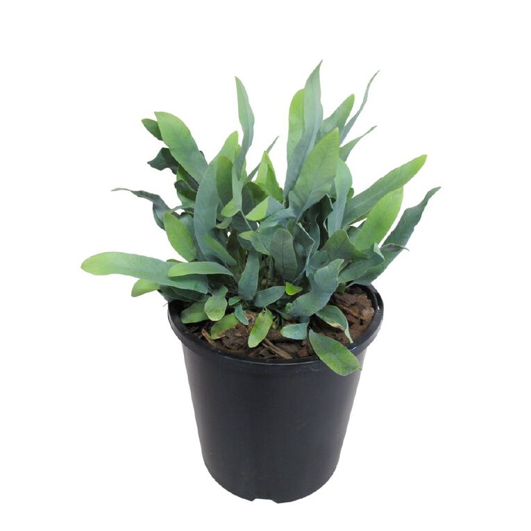 Phlebodium Blue Star 2.4L, , hi-res