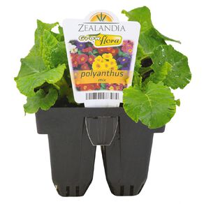 Growflora Polyanthus Mix