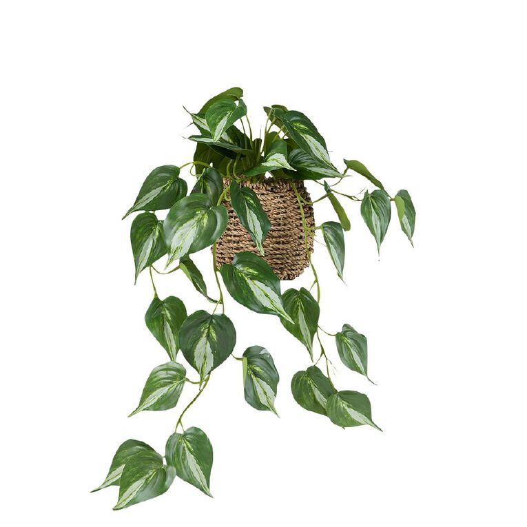 Living & Co Trailing Plant In Rattan Pot, , hi-res