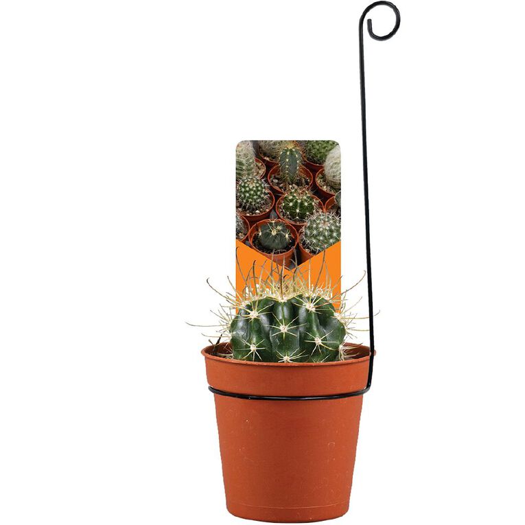 Cacti Assorted 5.5cm Pot, , hi-res