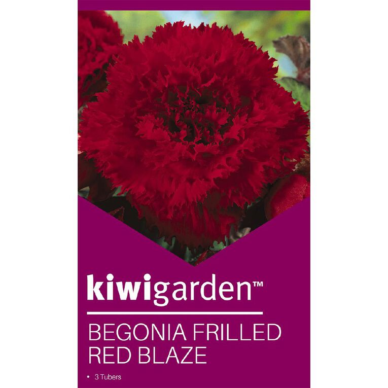 Kiwi Garden Begonia Tuber Frilled Single Variety 3 Pack, , hi-res