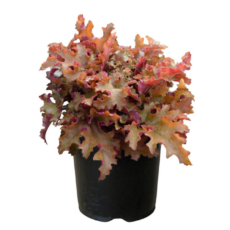 Heuchera Orangeberry 1.9L, , hi-res
