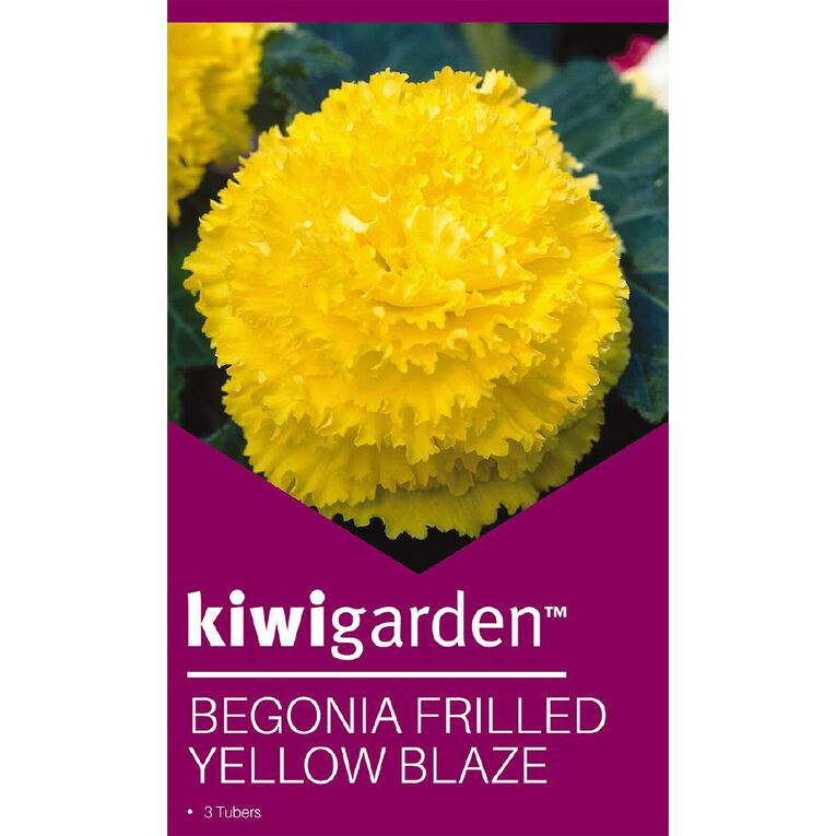 Kiwi Garden Begonia Tuber Frilled Single Variety 3 Pack, , hi-res
