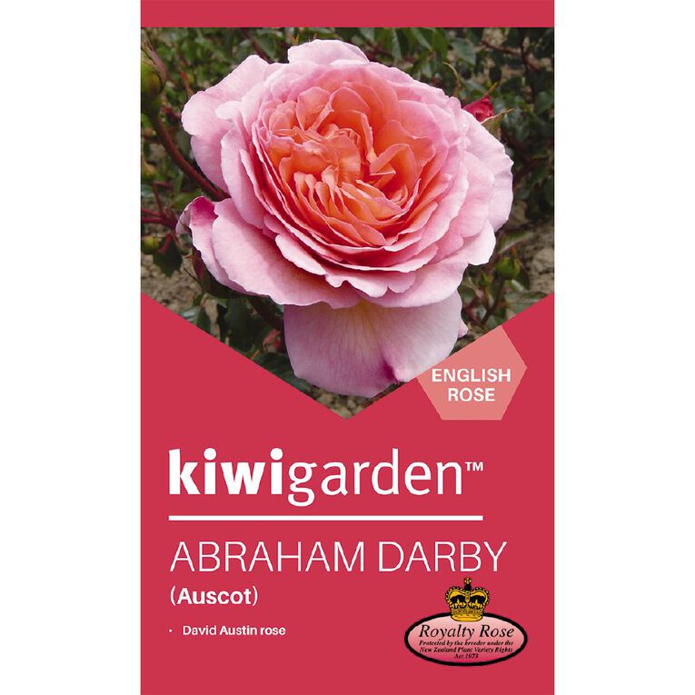 Kiwi Garden Old English Rose Potted, , hi-res