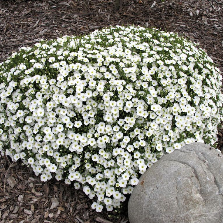 Arenaria Avalanche 1.9L, , hi-res