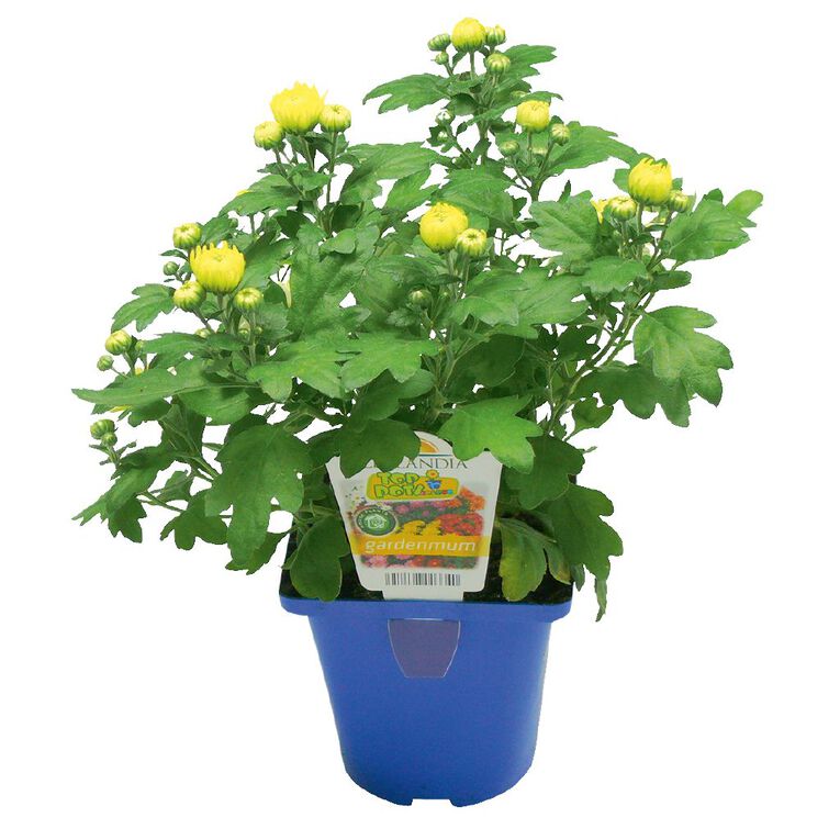 Chrysanthemum Gardenmums 10cm Pot, , hi-res