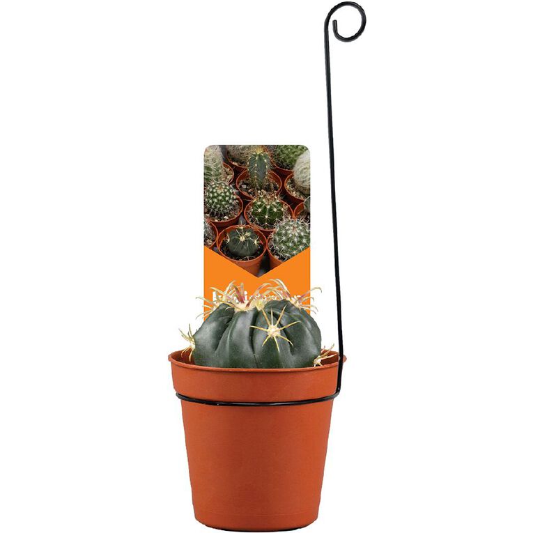 Cacti Assorted 5.5cm Pot, , hi-res