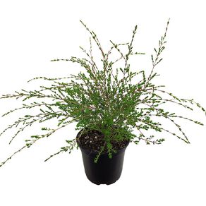 Thryptomene Saxicola Rosea 1.5L