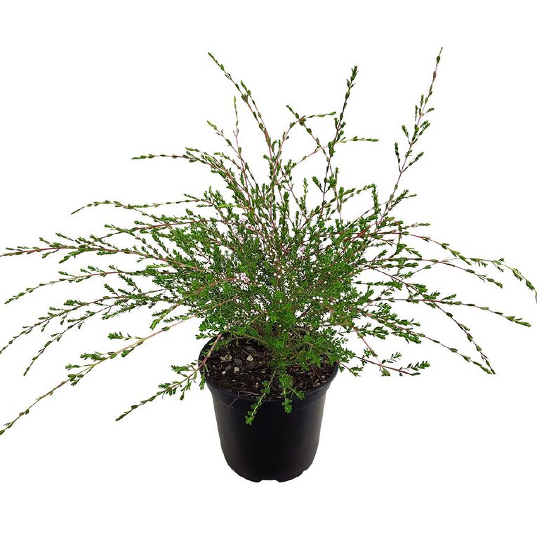 Thryptomene Saxicola Rosea 1.5L, , hi-res