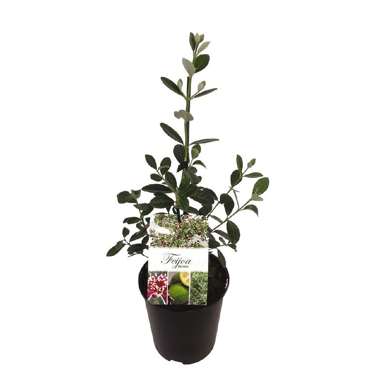 Feijoa Bambinia 1.9L, , hi-res