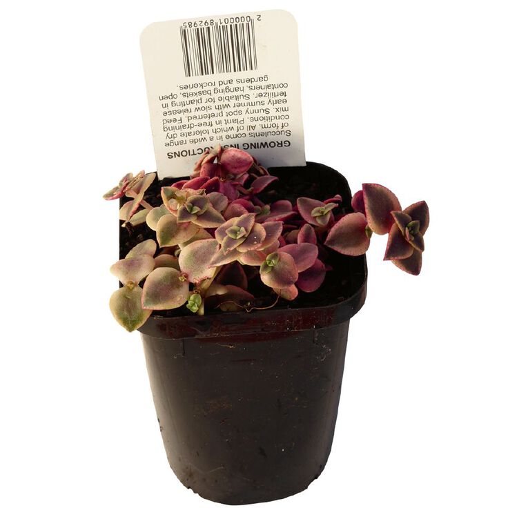 Succulents 9cm Pot, , hi-res