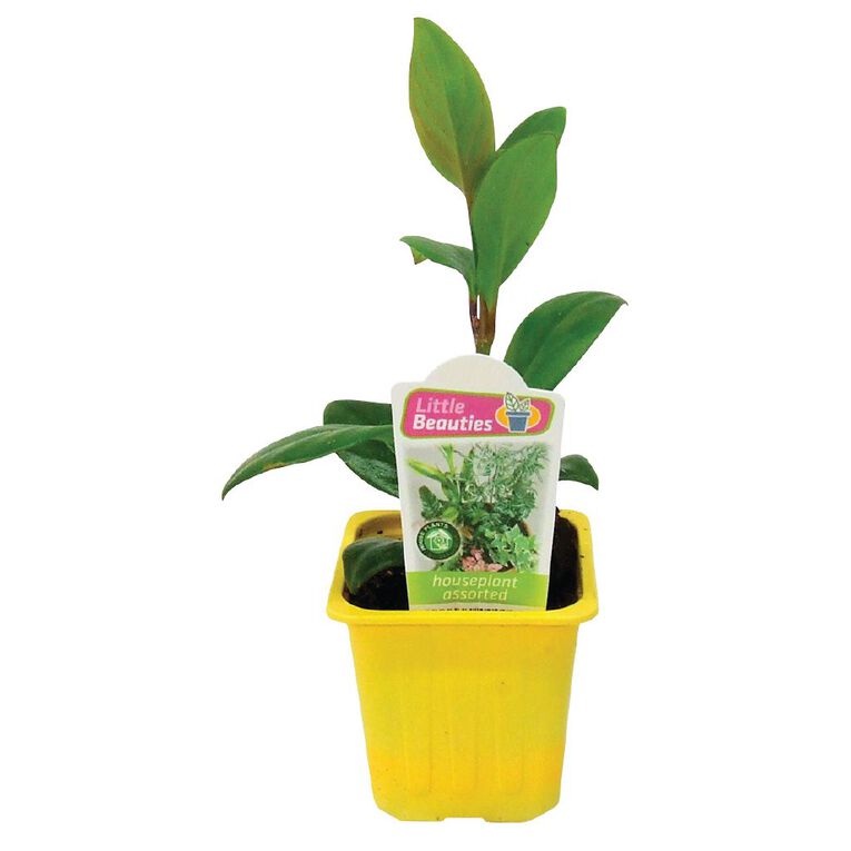 Indoor Little Beauties 7cm Pot The Warehouse