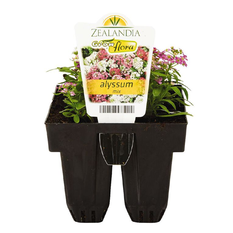 Growflora Alyssum Mix, , hi-res