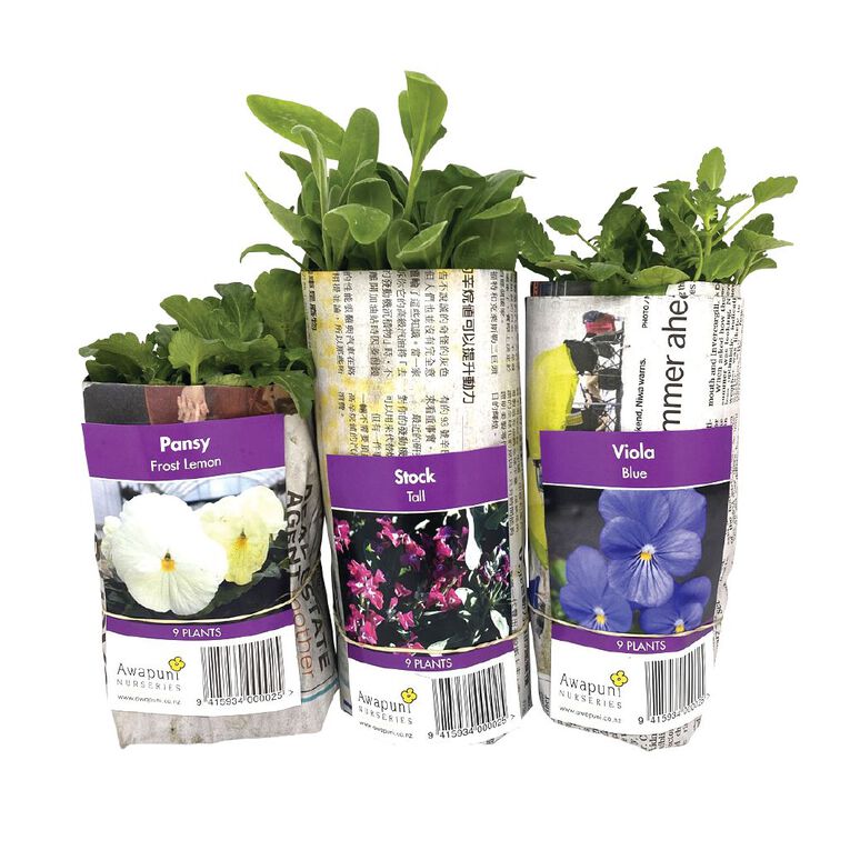 Bedding Plants Assorted 10CM The Warehouse
