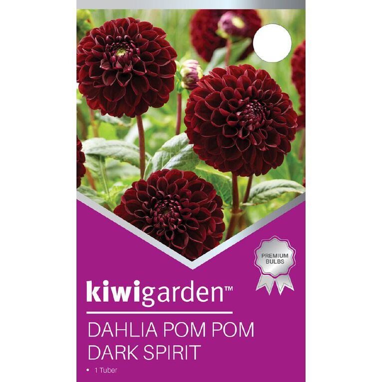 Kiwi Garden Dahlia Pom Pom Type 1 Pack, , hi-res