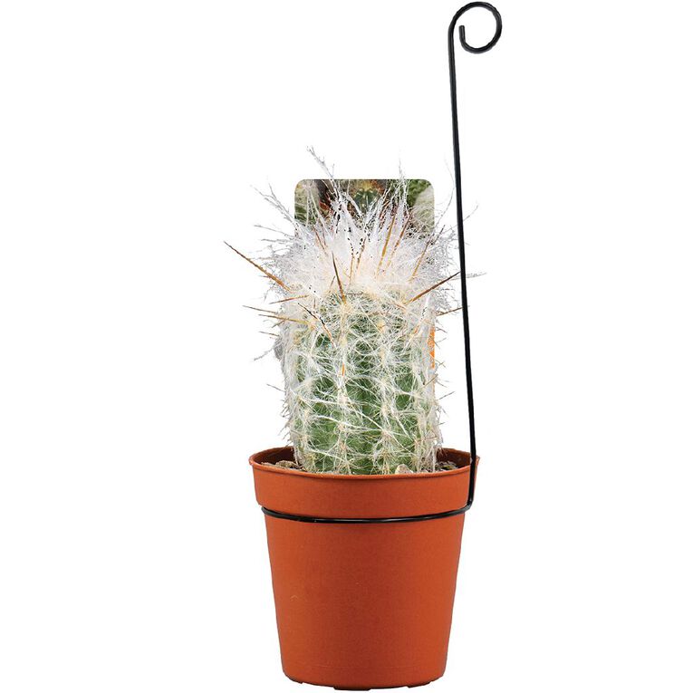 Cacti Assorted 5.5cm Pot, , hi-res
