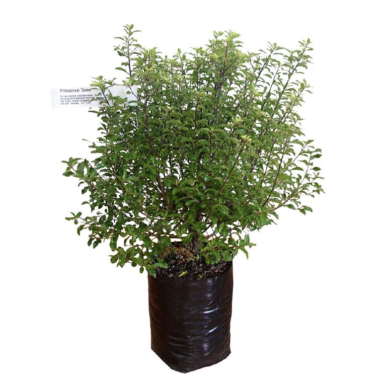 Pittosporum Potted Plant 3.3L Assorted, , hi-res