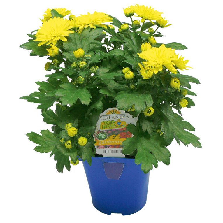 Chrysanthemum Gardenmums 10cm Pot, , hi-res