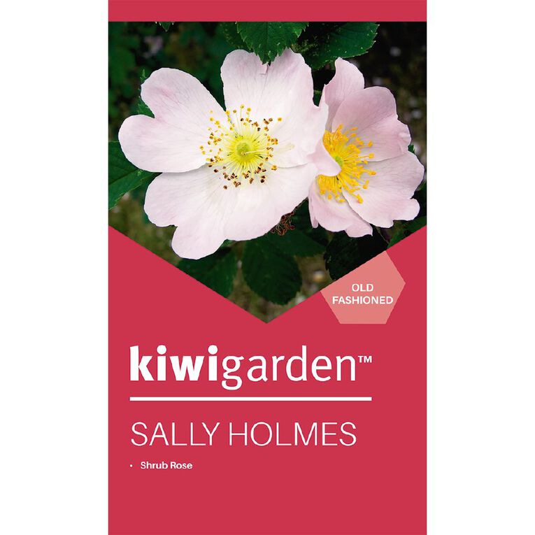 Kiwi Garden Old English Rose Potted, , hi-res