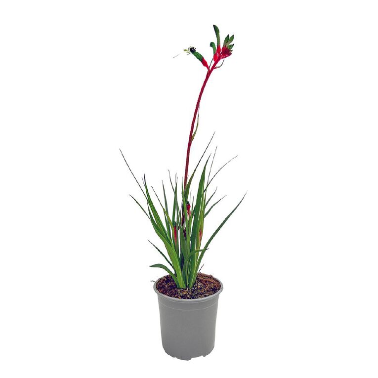 Anigozanthos 13cm, , hi-res