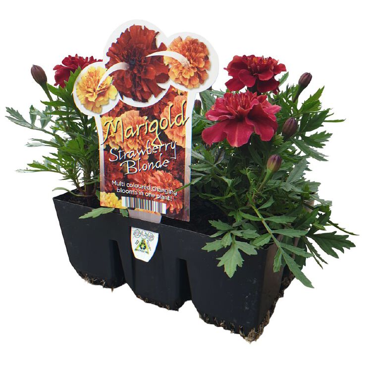 Marigold Strawberry Blonde 6 Pack, , hi-res