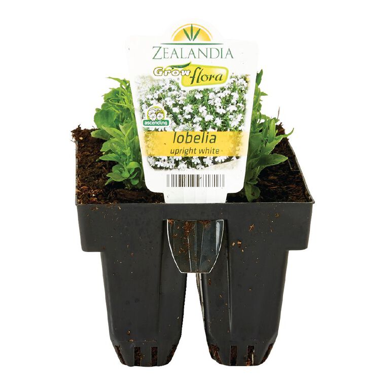 Growflora Lobelia Upright White, , hi-res