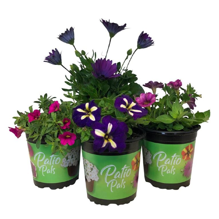 Patio Pals 1.3L, , hi-res