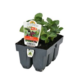 Growfresh Bean Broad Hughy Crimson