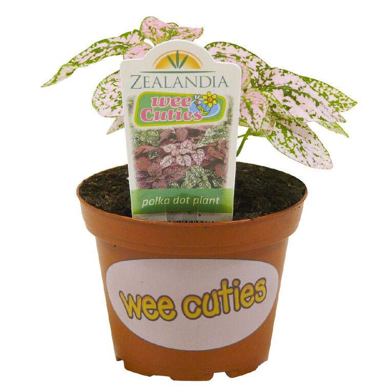 Indoor Wee Cuties Baby Houseplant 8cm Pot, , hi-res