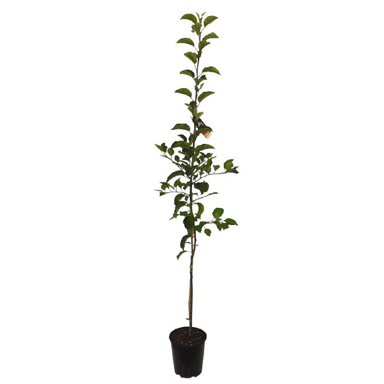 Apple Tree 4.7L Pot, , hi-res