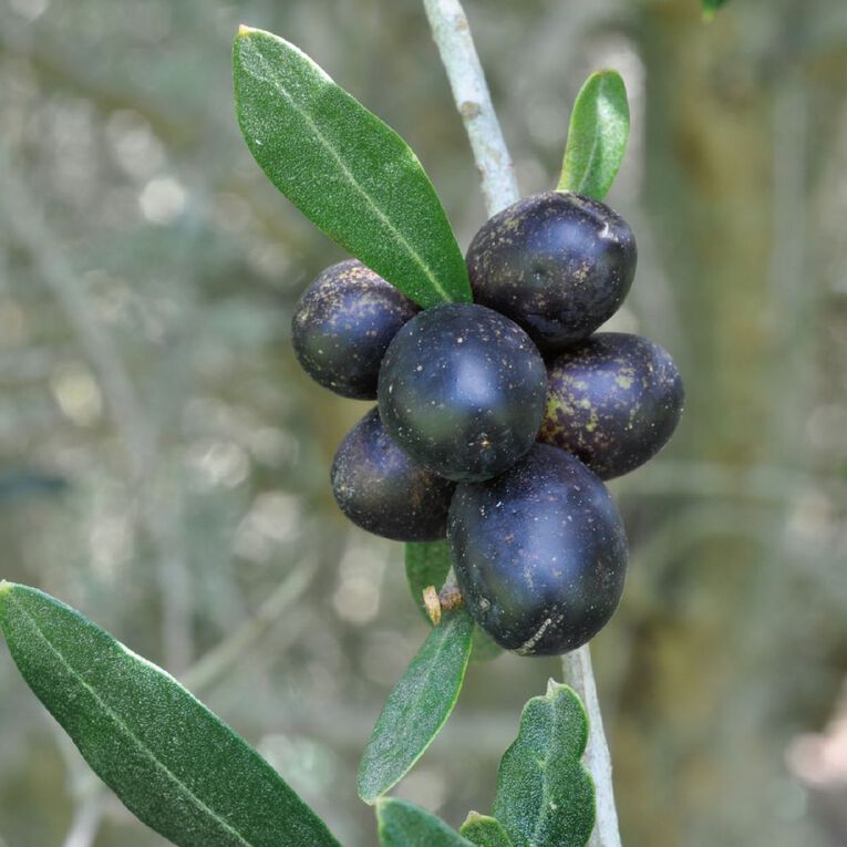 Fruit Sation Fruit Sation Olives Assorted 1L, , hi-res